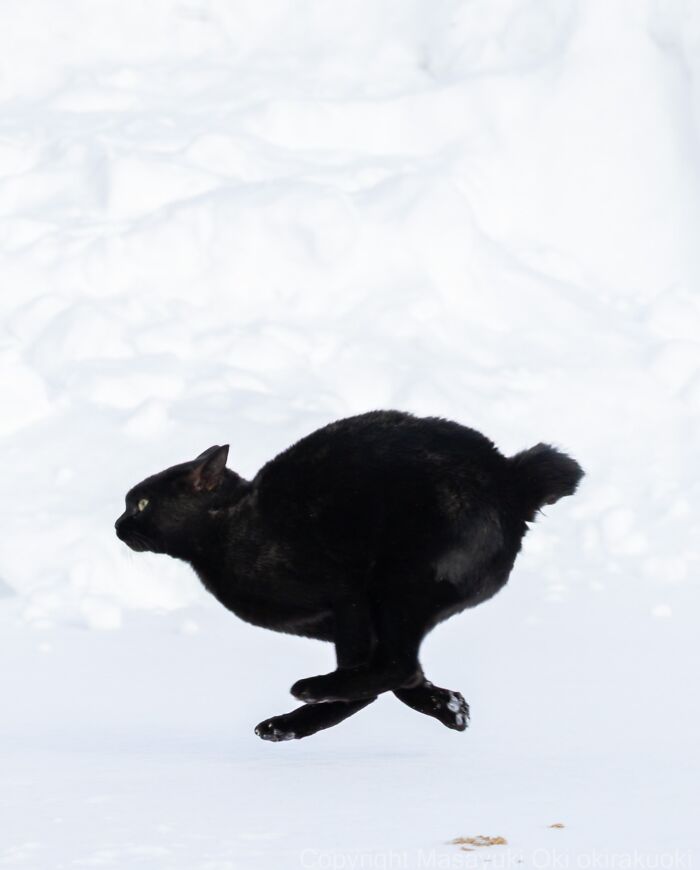 43 New Masayuki Oki Photos Of Japanese Street Cats Living Their Best Lives