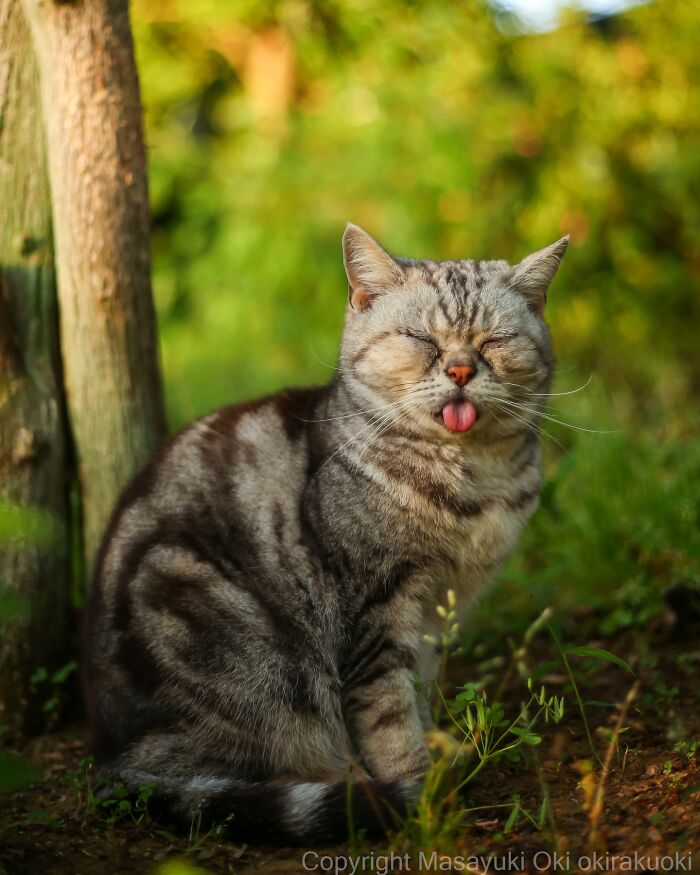 43 New Masayuki Oki Photos Of Japanese Street Cats Living Their Best Lives