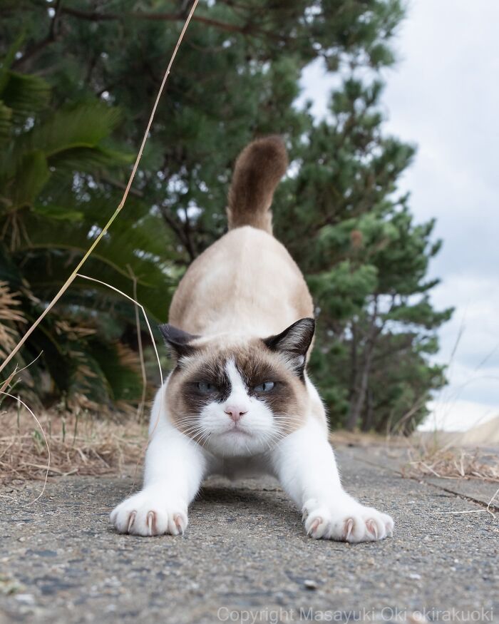 43 New Masayuki Oki Photos Of Japanese Street Cats Living Their Best Lives