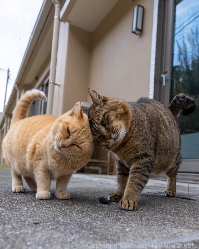 43 New Masayuki Oki Photos Of Japanese Street Cats Living Their Best Lives