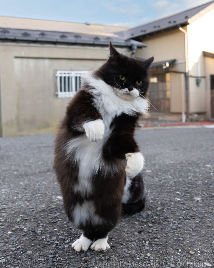 43 New Masayuki Oki Photos Of Japanese Street Cats Living Their Best Lives