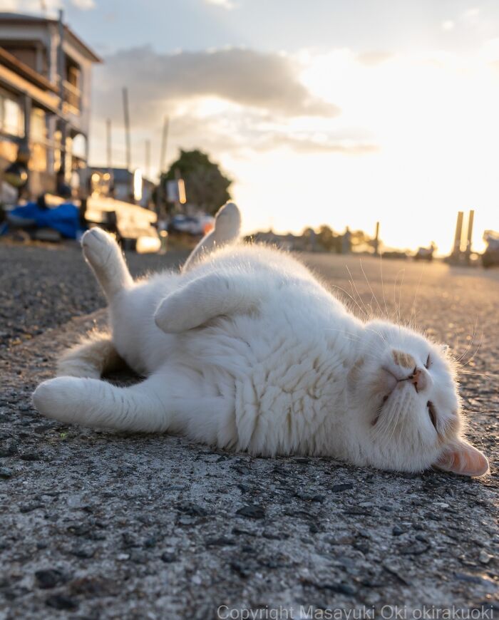 43 New Masayuki Oki Photos Of Japanese Street Cats Living Their Best Lives