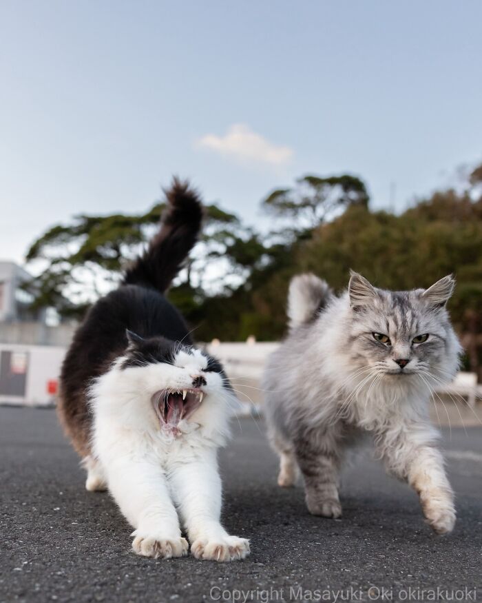 43 New Masayuki Oki Photos Of Japanese Street Cats Living Their Best Lives