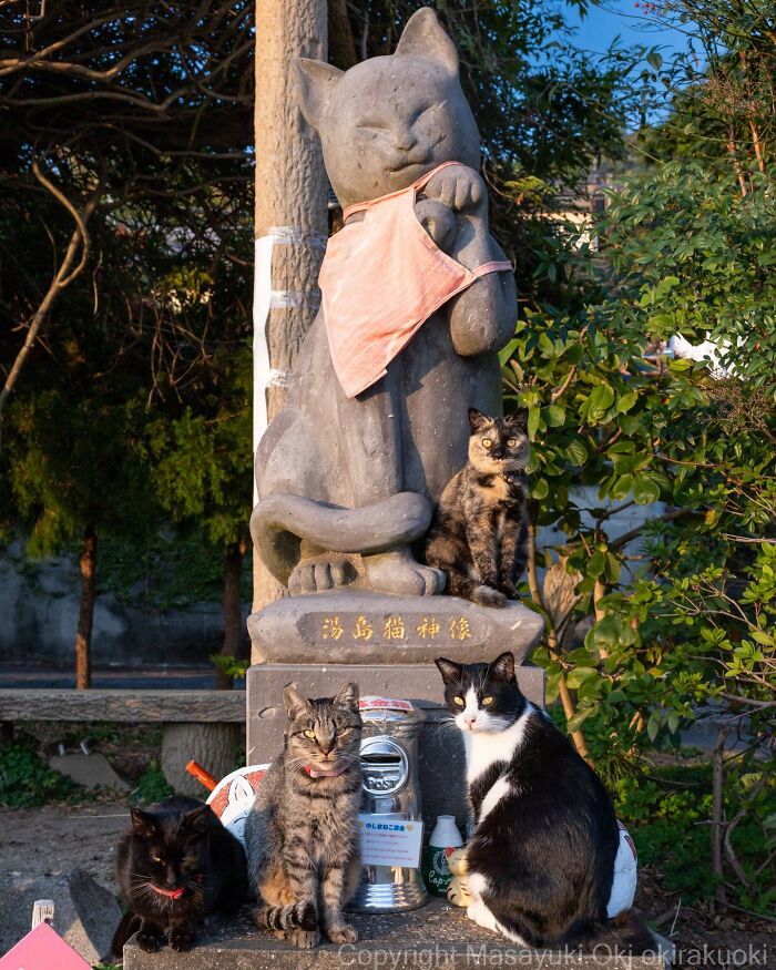 43 New Masayuki Oki Photos Of Japanese Street Cats Living Their Best Lives