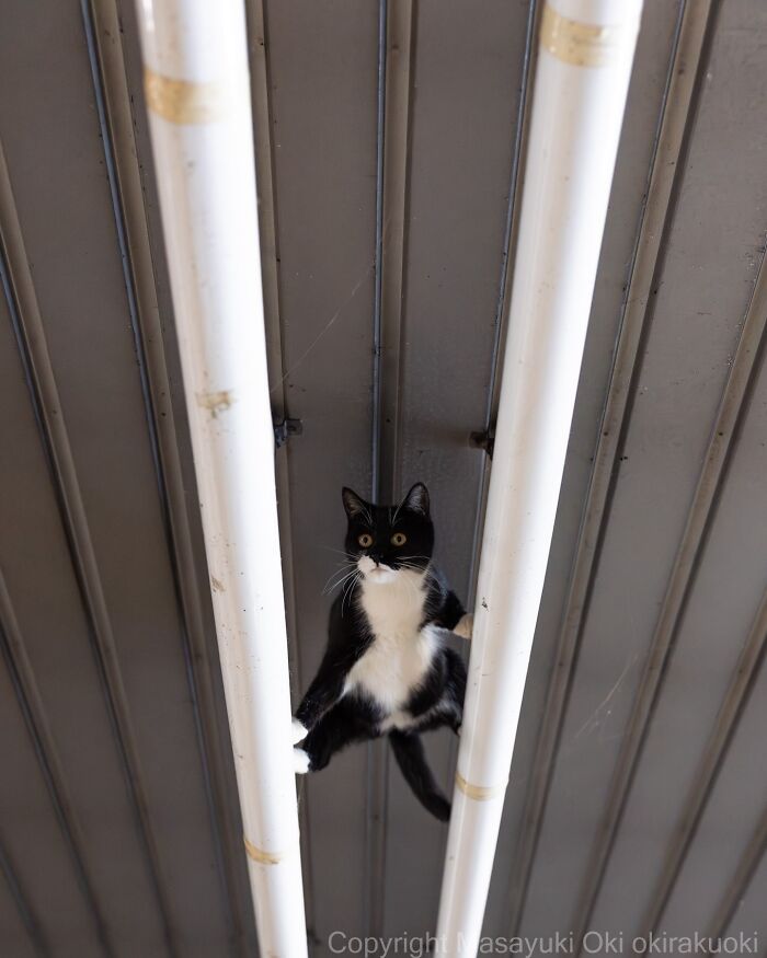 43 New Masayuki Oki Photos Of Japanese Street Cats Living Their Best Lives