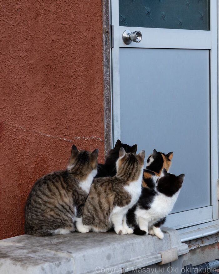 43 New Masayuki Oki Photos Of Japanese Street Cats Living Their Best Lives