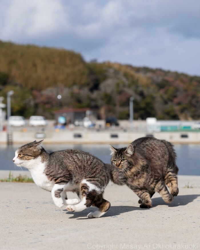 43 New Masayuki Oki Photos Of Japanese Street Cats Living Their Best Lives