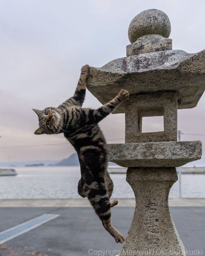 43 New Masayuki Oki Photos Of Japanese Street Cats Living Their Best Lives