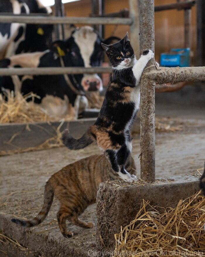 43 New Masayuki Oki Photos Of Japanese Street Cats Living Their Best Lives