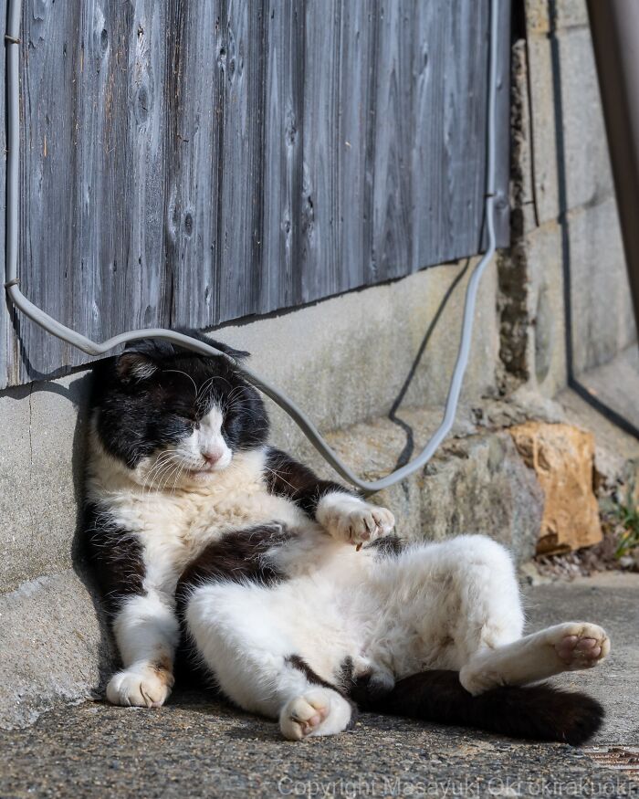 43 New Masayuki Oki Photos Of Japanese Street Cats Living Their Best Lives