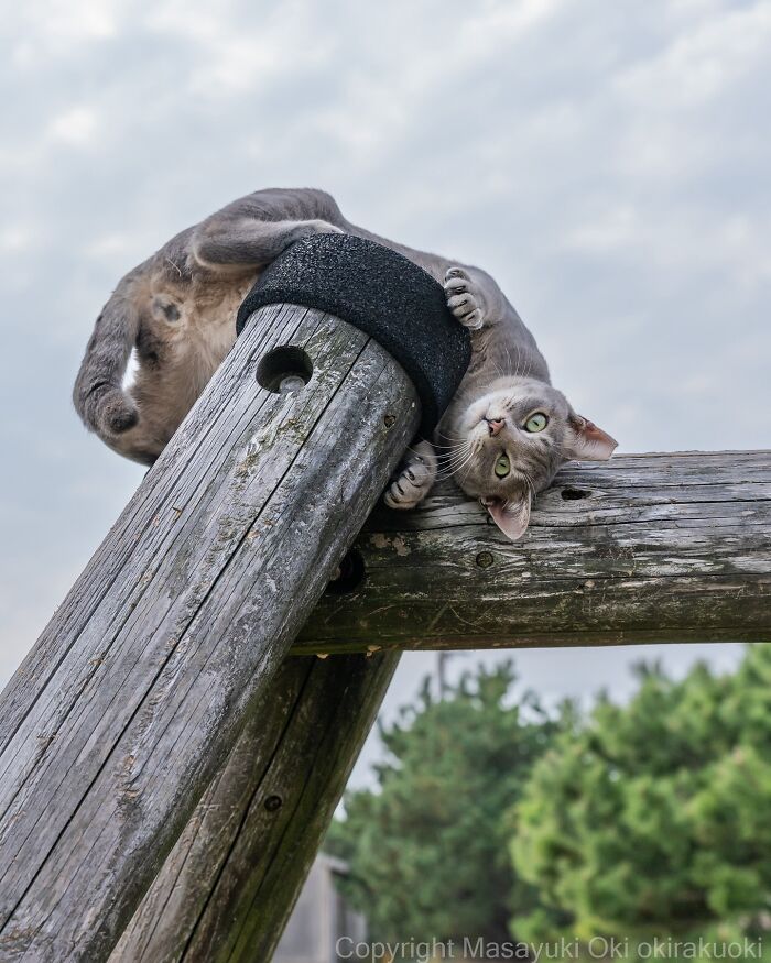 43 New Masayuki Oki Photos Of Japanese Street Cats Living Their Best Lives