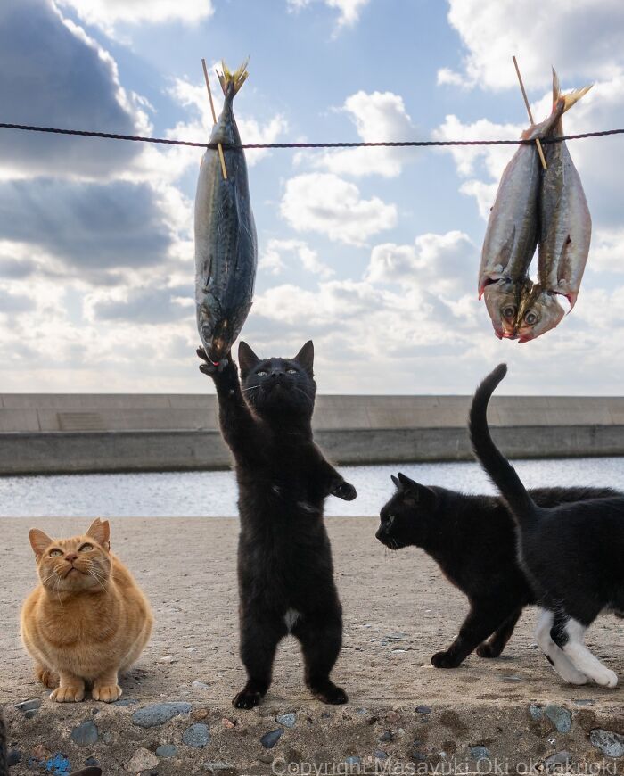 43 New Masayuki Oki Photos Of Japanese Street Cats Living Their Best Lives