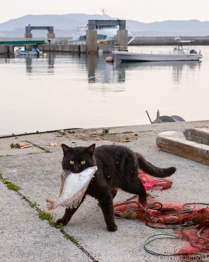 43 New Masayuki Oki Photos Of Japanese Street Cats Living Their Best Lives