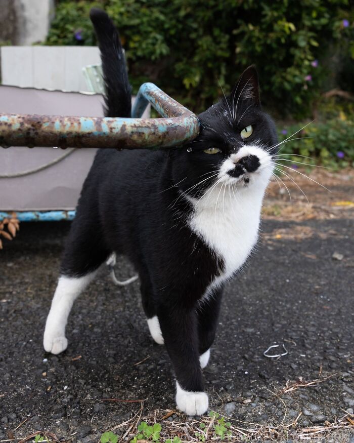 43 New Masayuki Oki Photos Of Japanese Street Cats Living Their Best Lives