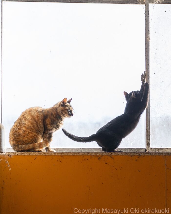 43 New Masayuki Oki Photos Of Japanese Street Cats Living Their Best Lives