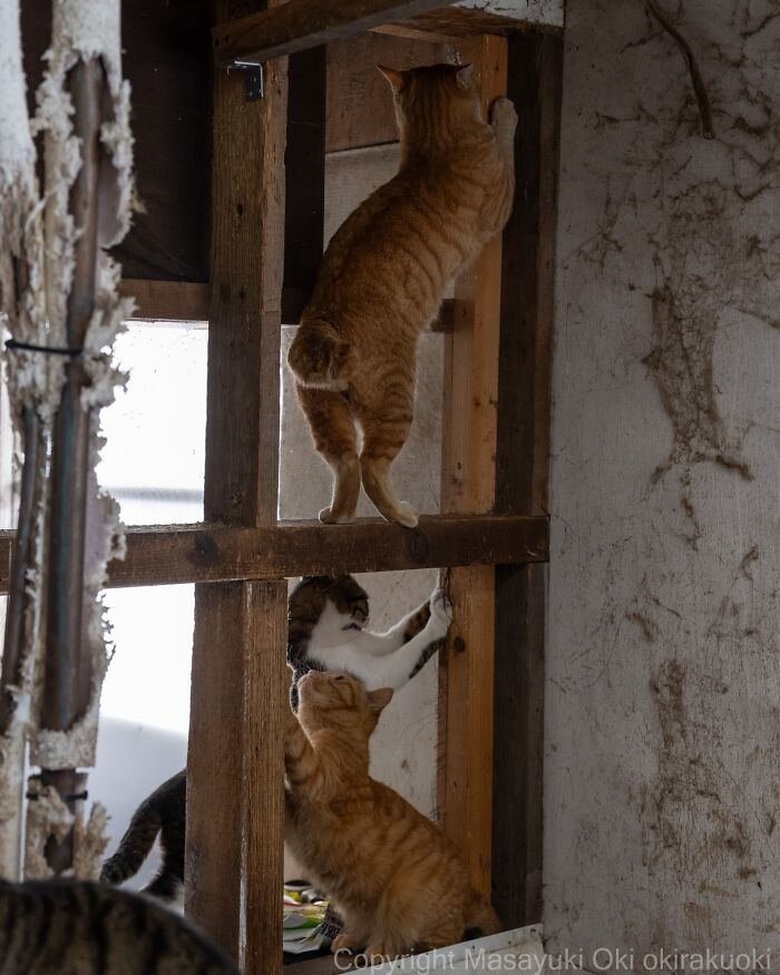 43 New Masayuki Oki Photos Of Japanese Street Cats Living Their Best Lives