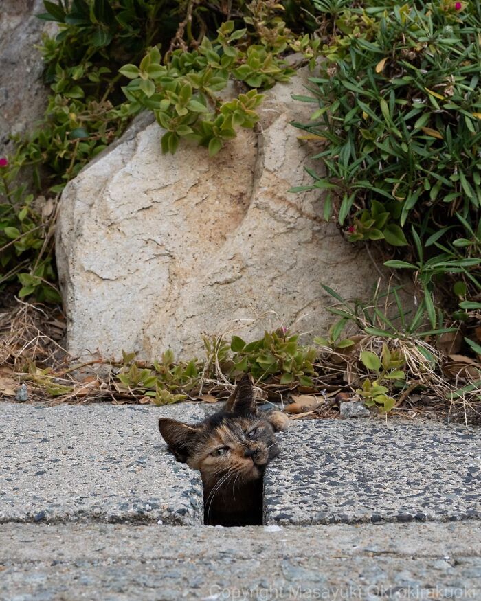 43 New Masayuki Oki Photos Of Japanese Street Cats Living Their Best Lives