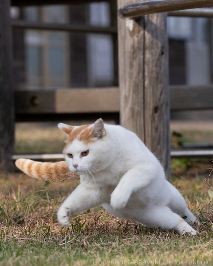43 New Masayuki Oki Photos Of Japanese Street Cats Living Their Best Lives