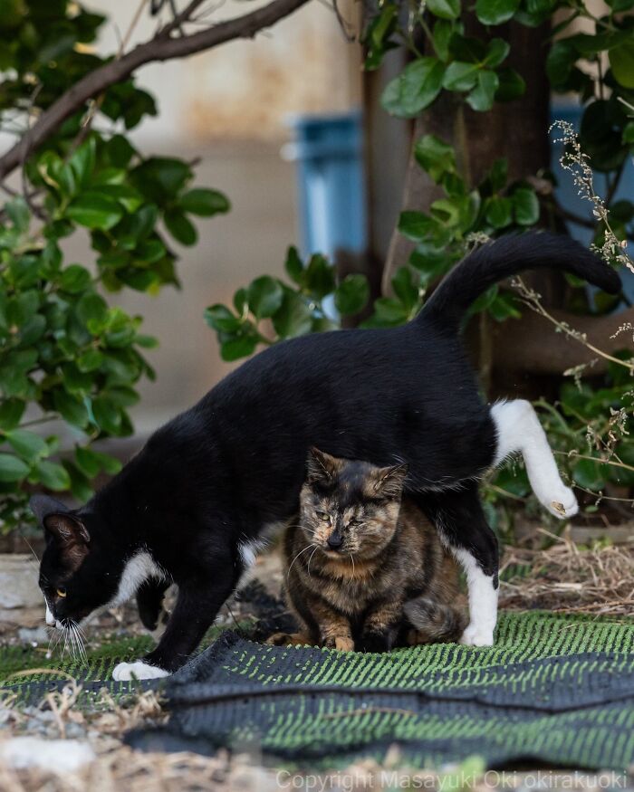 43 New Masayuki Oki Photos Of Japanese Street Cats Living Their Best Lives