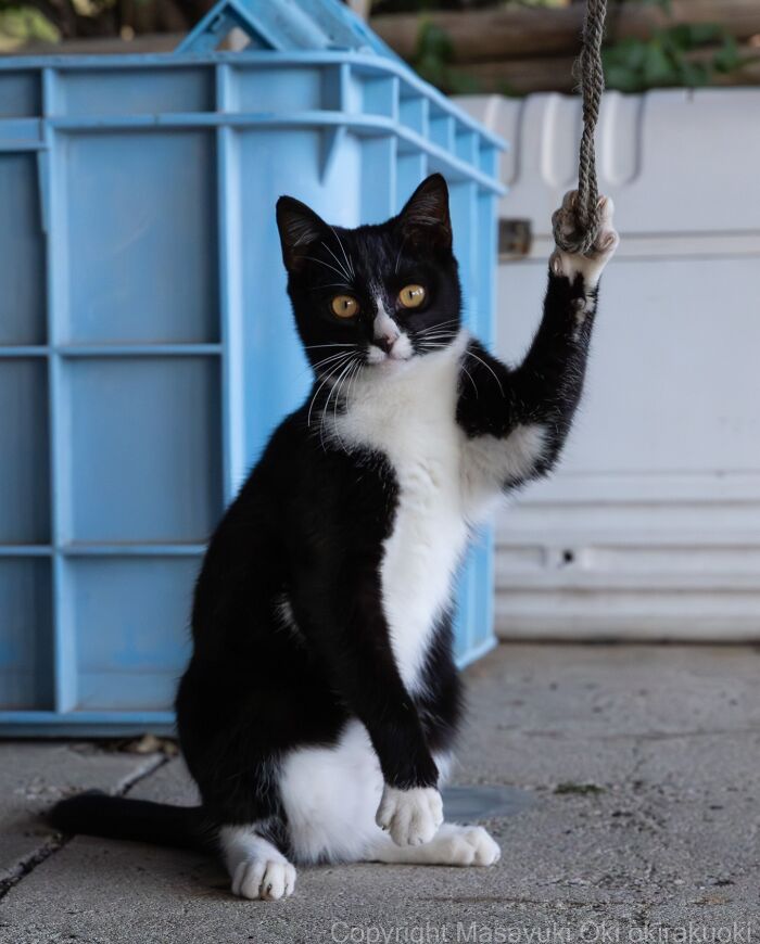 43 New Masayuki Oki Photos Of Japanese Street Cats Living Their Best Lives