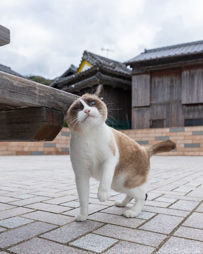 43 New Masayuki Oki Photos Of Japanese Street Cats Living Their Best Lives