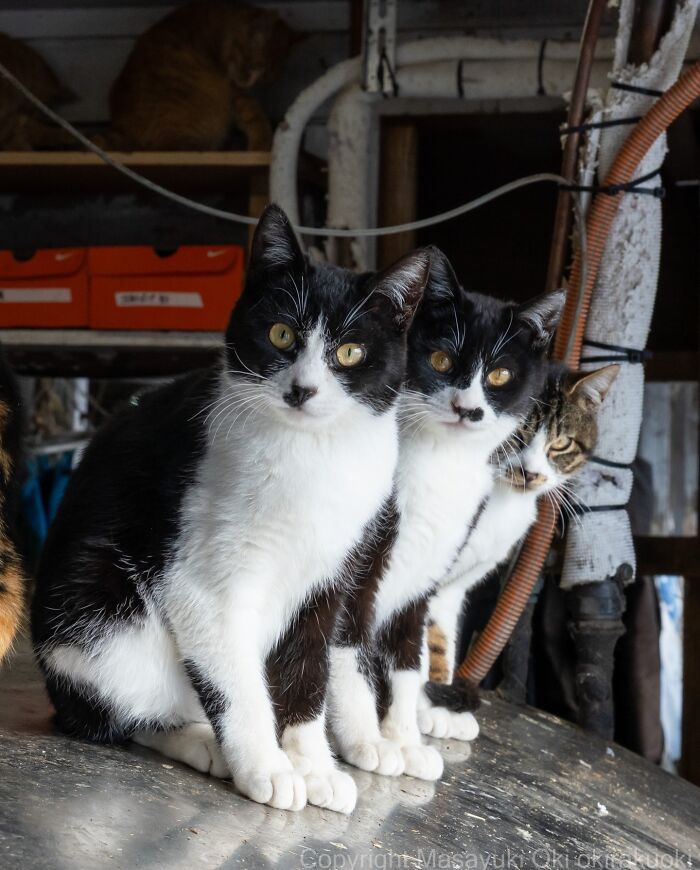 43 New Masayuki Oki Photos Of Japanese Street Cats Living Their Best Lives