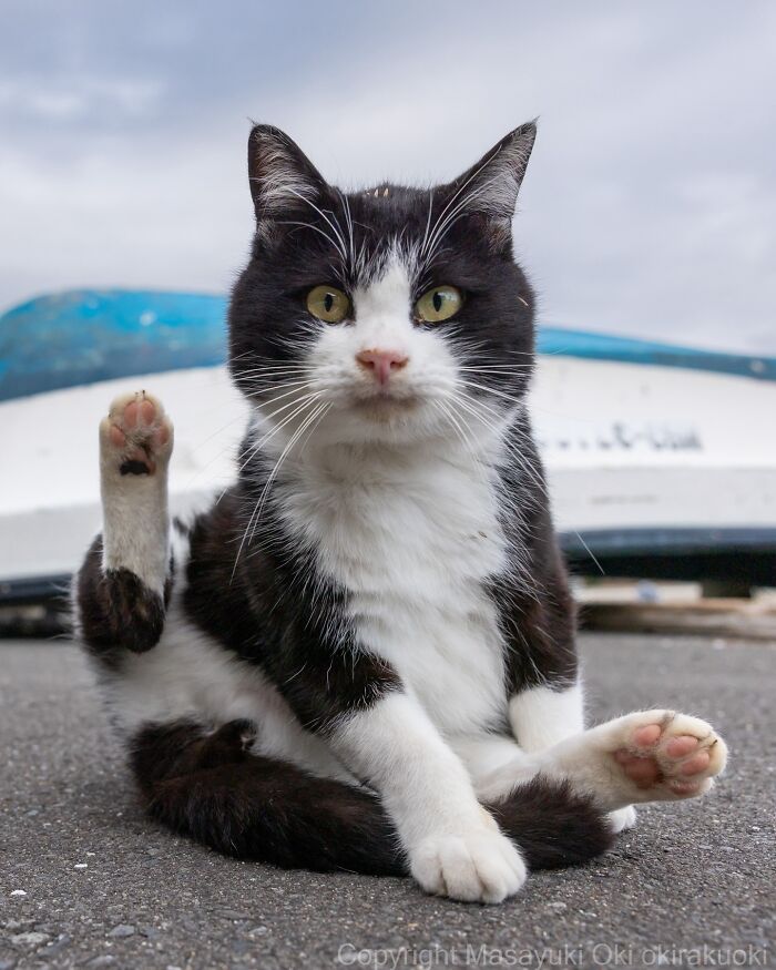 43 New Masayuki Oki Photos Of Japanese Street Cats Living Their Best Lives