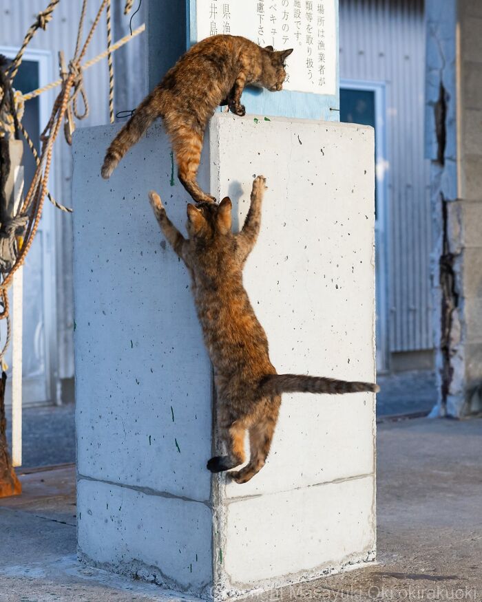 43 New Masayuki Oki Photos Of Japanese Street Cats Living Their Best Lives