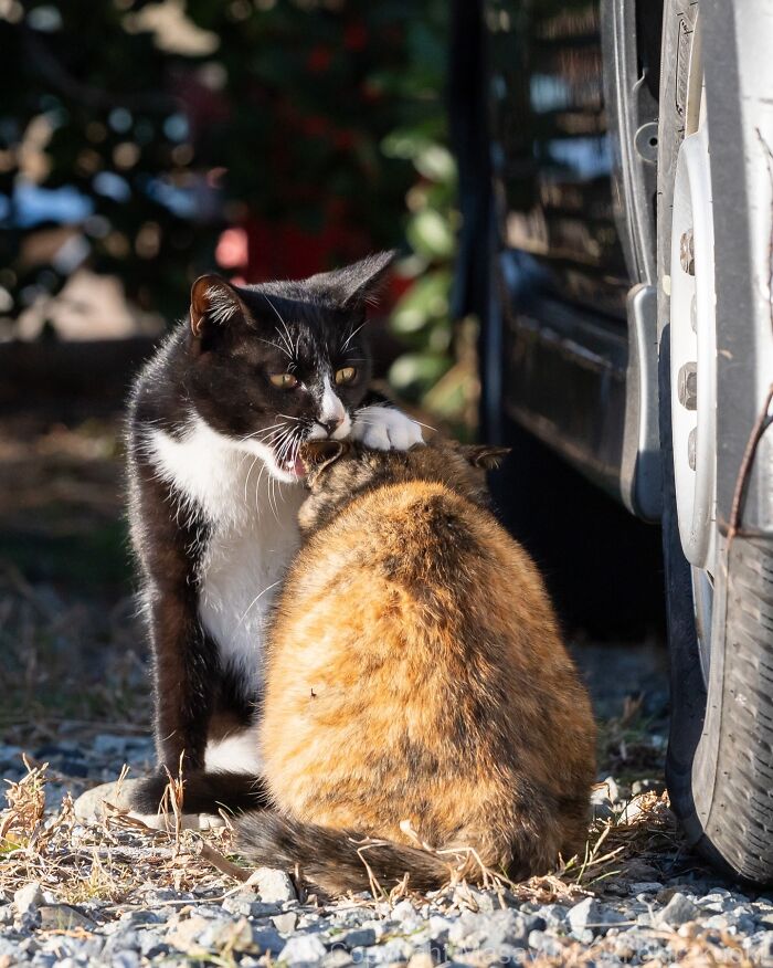 43 New Masayuki Oki Photos Of Japanese Street Cats Living Their Best Lives