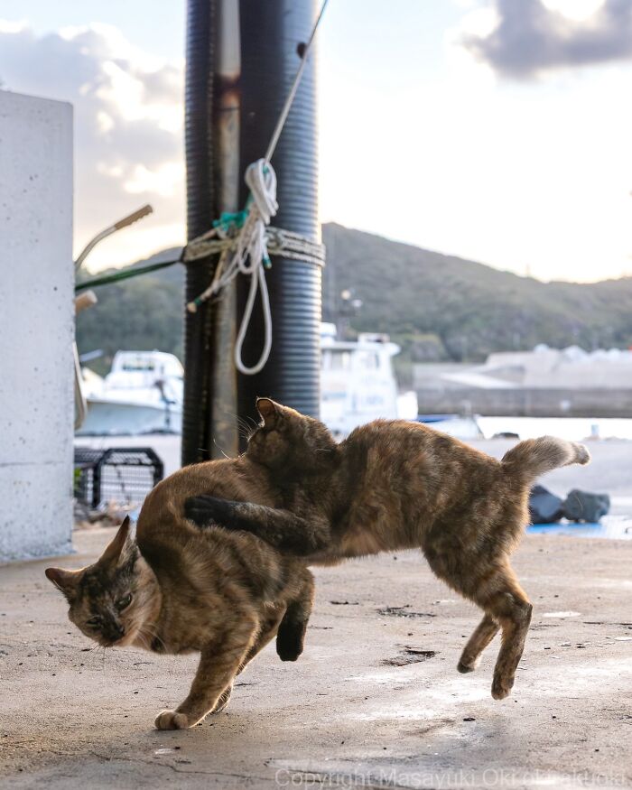 43 New Masayuki Oki Photos Of Japanese Street Cats Living Their Best Lives