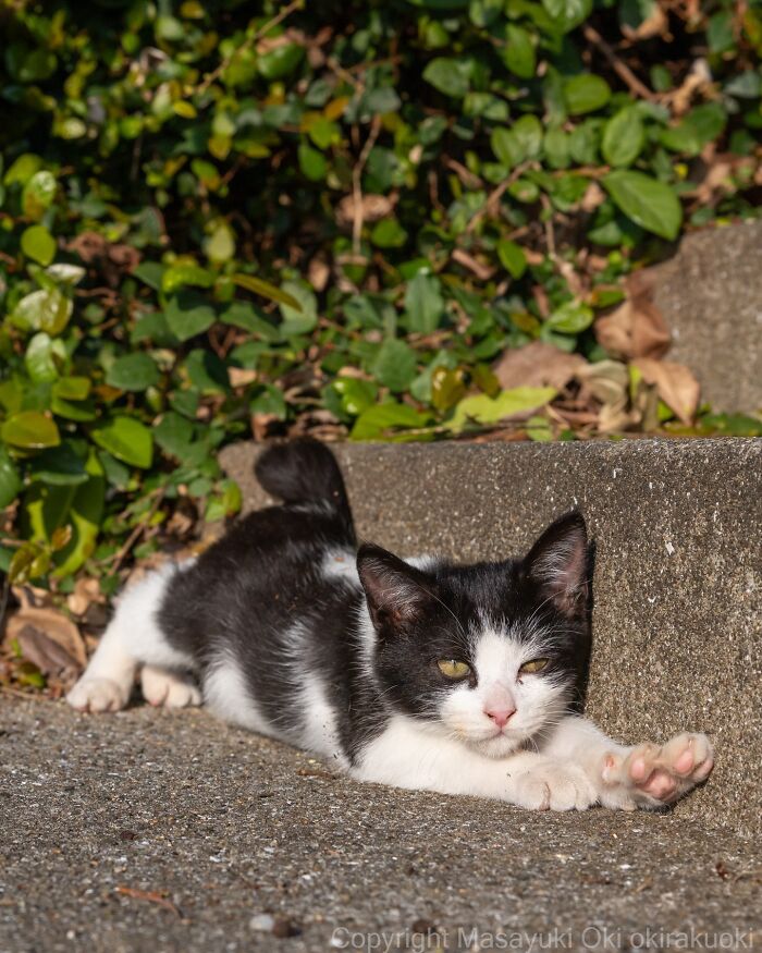 43 New Masayuki Oki Photos Of Japanese Street Cats Living Their Best Lives