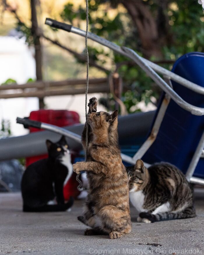 43 New Masayuki Oki Photos Of Japanese Street Cats Living Their Best Lives