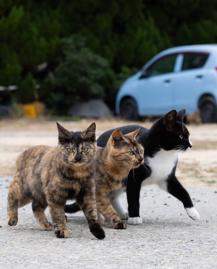 43 New Masayuki Oki Photos Of Japanese Street Cats Living Their Best Lives