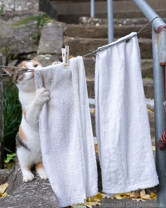 43 New Masayuki Oki Photos Of Japanese Street Cats Living Their Best Lives