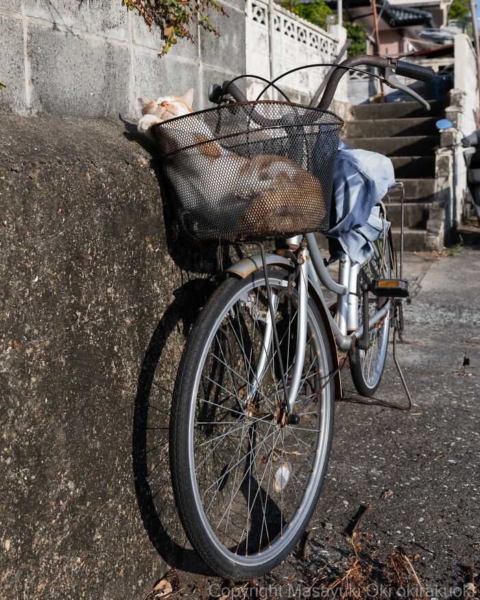 43 New Masayuki Oki Photos Of Japanese Street Cats Living Their Best Lives