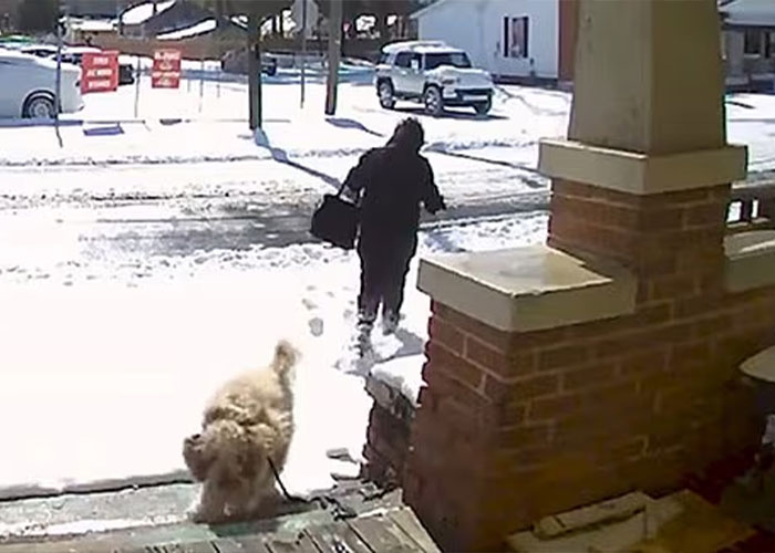 Vet Tech Charged And Fired After Rescuing Abandoned Dog During Snowstorm