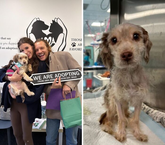30 Adopted Animals Whose Before-And-After Stories Show The Power Of Second Chances 30 Adopted Animals Whose Before-And-After Stories Show The Power Of Second Chances