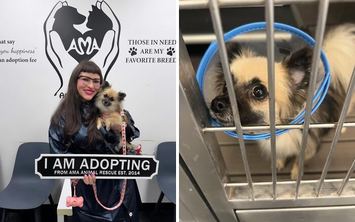 30 Adopted Animals Whose Before-And-After Stories Show The Power Of Second Chances 30 Adopted Animals Whose Before-And-After Stories Show The Power Of Second Chances