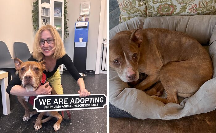 30 Adopted Animals Whose Before-And-After Stories Show The Power Of Second Chances 30 Adopted Animals Whose Before-And-After Stories Show The Power Of Second Chances