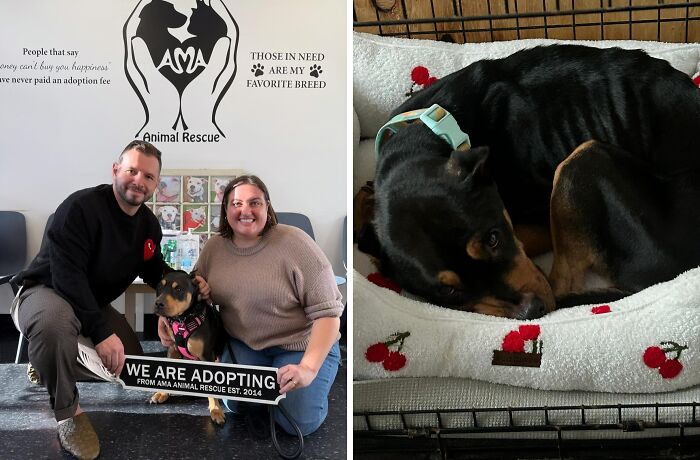 30 Adopted Animals Whose Before-And-After Stories Show The Power Of Second Chances 30 Adopted Animals Whose Before-And-After Stories Show The Power Of Second Chances