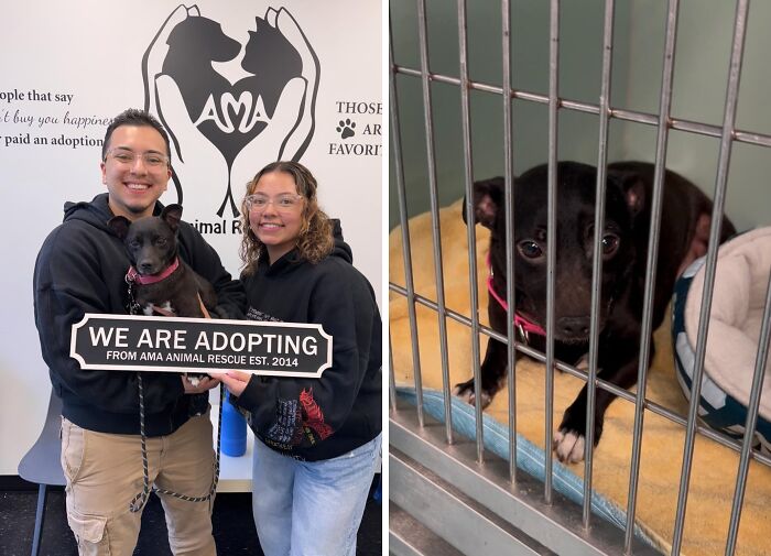 30 Adopted Animals Whose Before-And-After Stories Show The Power Of Second Chances 30 Adopted Animals Whose Before-And-After Stories Show The Power Of Second Chances