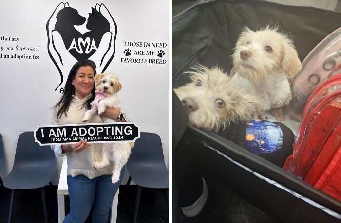 30 Adopted Animals Whose Before-And-After Stories Show The Power Of Second Chances 30 Adopted Animals Whose Before-And-After Stories Show The Power Of Second Chances