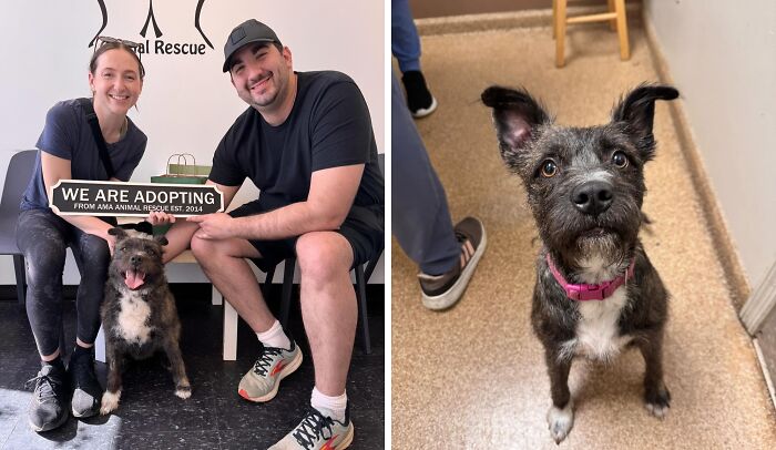30 Adopted Animals Whose Before-And-After Stories Show The Power Of Second Chances 30 Adopted Animals Whose Before-And-After Stories Show The Power Of Second Chances