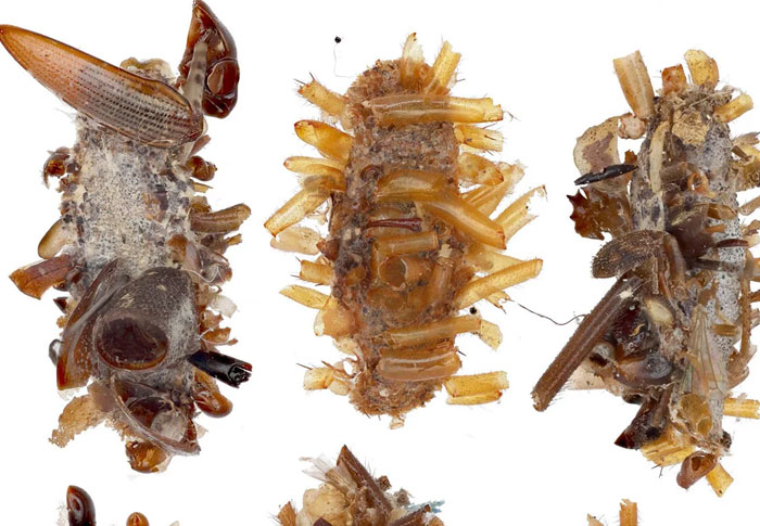 &ldquo;Clint Eastwood Has At Least 8 Children With 6 Women&rdquo;: 80 Fascinating Facts You Are Never Too Old To Learn (New Pics)