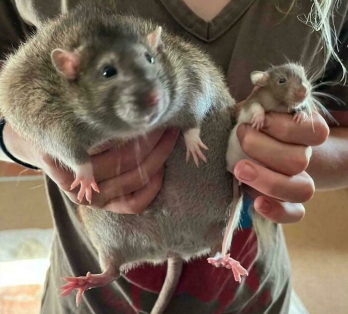 ‘Absolute Units’: 82 Times People Saw Something So Big, They Just Had To Share (New Pics) ‘Absolute Units’: 82 Times People Saw Something So Big, They Just Had To Share (New Pics)