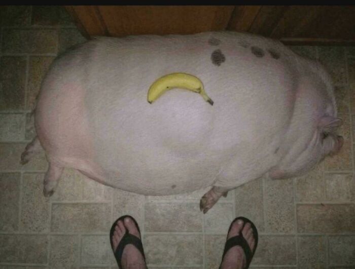 ‘Absolute Units’: 82 Times People Saw Something So Big, They Just Had To Share (New Pics) ‘Absolute Units’: 82 Times People Saw Something So Big, They Just Had To Share (New Pics)