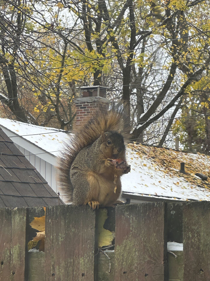 ‘Absolute Units’: 82 Times People Saw Something So Big, They Just Had To Share (New Pics) ‘Absolute Units’: 82 Times People Saw Something So Big, They Just Had To Share (New Pics)
