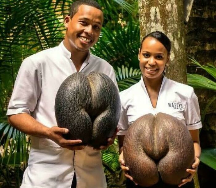 ‘Absolute Units’: 82 Times People Saw Something So Big, They Just Had To Share (New Pics) ‘Absolute Units’: 82 Times People Saw Something So Big, They Just Had To Share (New Pics)