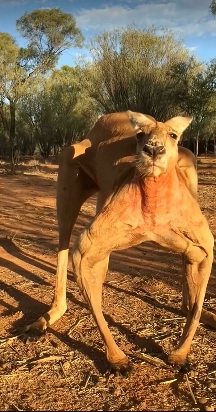 ‘Absolute Units’: 82 Times People Saw Something So Big, They Just Had To Share (New Pics) ‘Absolute Units’: 82 Times People Saw Something So Big, They Just Had To Share (New Pics)