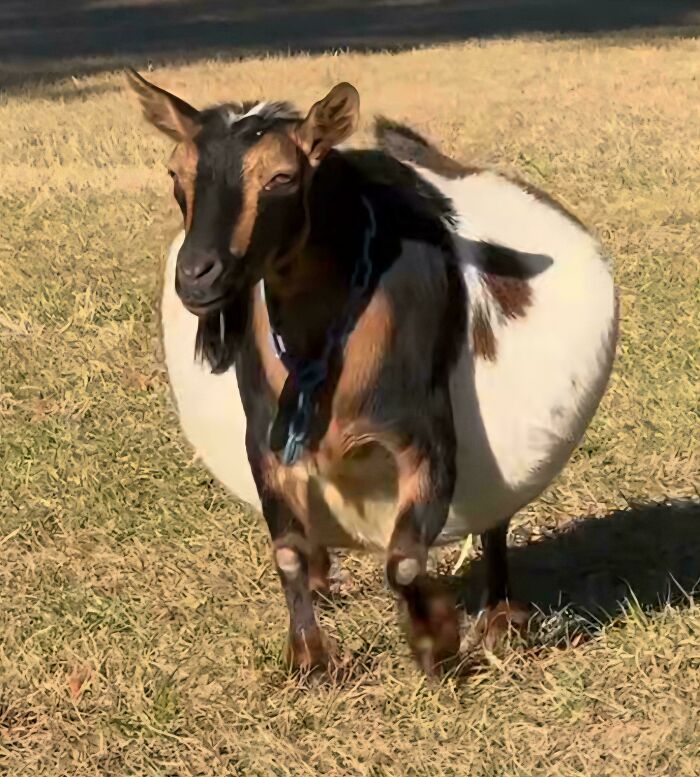 ‘Absolute Units’: 82 Times People Saw Something So Big, They Just Had To Share (New Pics) ‘Absolute Units’: 82 Times People Saw Something So Big, They Just Had To Share (New Pics)